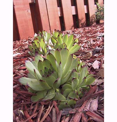 Hens & chicks