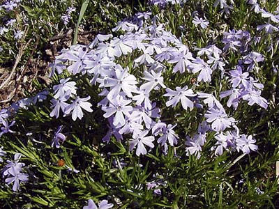 Creeping Phlox 