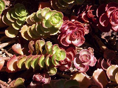 Sedum