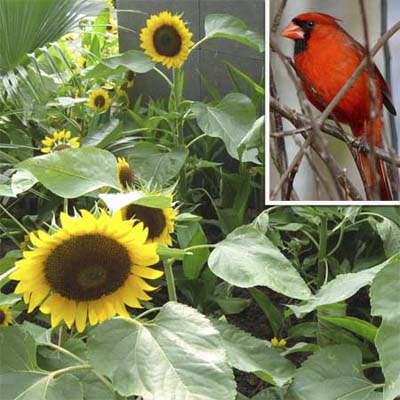sunflower and cardinal