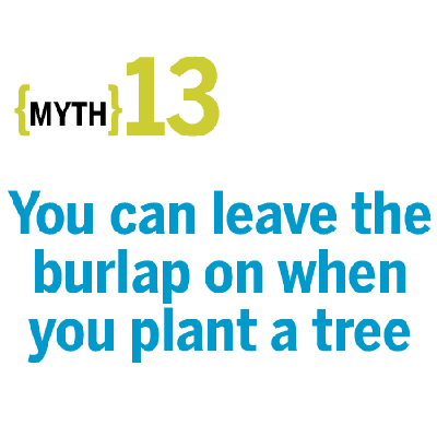 Myth: You can leave the burlap on when you plant a tree