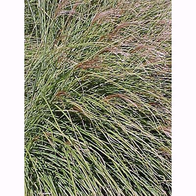 Maiden Grass