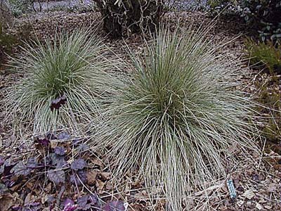Blue Oatgrass