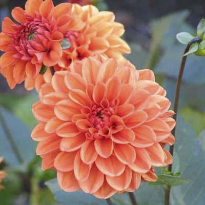 pink-orange dahlia blooms