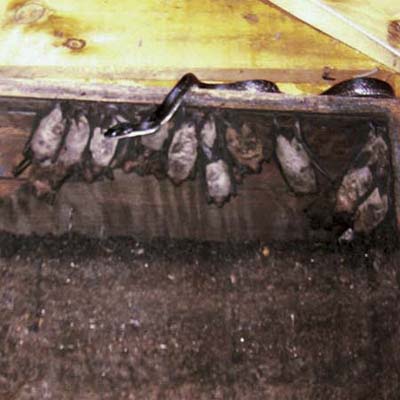 black snake and thirty-plus bats sharing space outside and inside an atticle gable vent