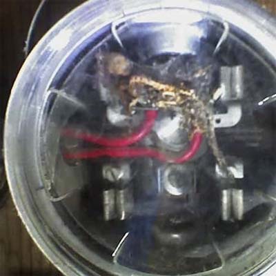 mouse carcass electified and petrified inside an electric meter casing