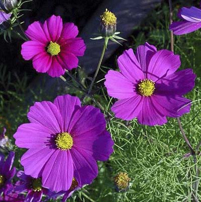 bright pink blooms with bright yellow centers