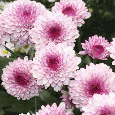 MumsChrysanthemum hybrids 15 FastGrowing Flowers for a Cutting MumsChrysanthemum hybrids 15 FastGrowing Flowers for a Cutting