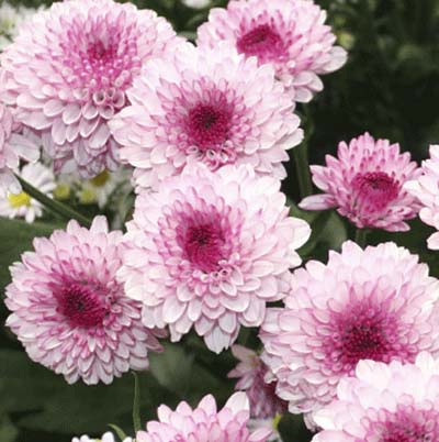 MumsChrysanthemum hybrids  15 FastGrowing Flowers for a Cutting 