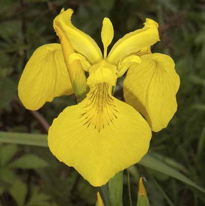 yellow, three-petaled irises