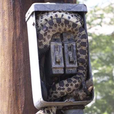 large snake who climbed into an electrical box after a mouse