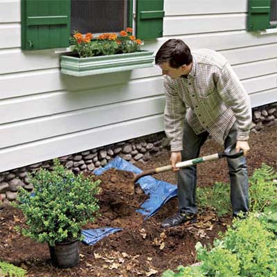 man planting a dwarf shrub to help protect his home's foundation