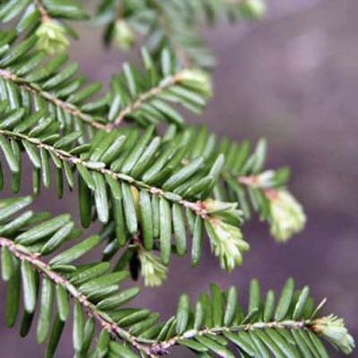 canadian hemlock - choice for live christmas tree