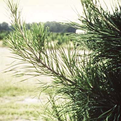 Virginia Pine
