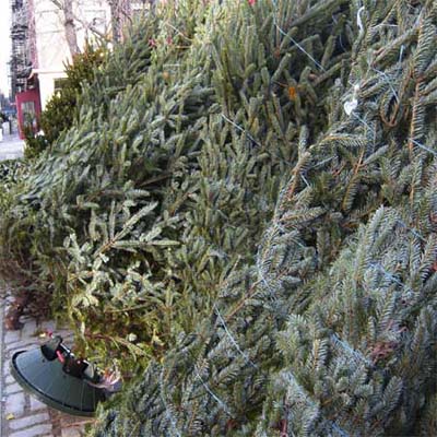 group of christmas trees on a tree lot