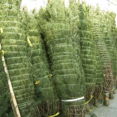 a row of tied christmas trees that were put through a baling machine