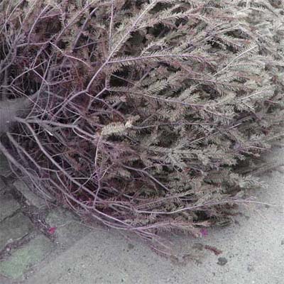 old christmas tree waiting for trash removal