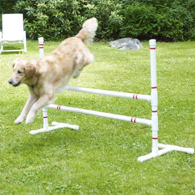 dog jumping over jump bars in yard