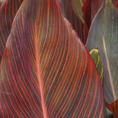 red and green canna leaves