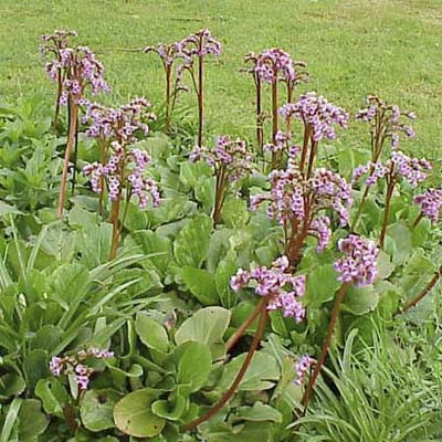 pigsqueak plant with pink blooms and lush green foliage