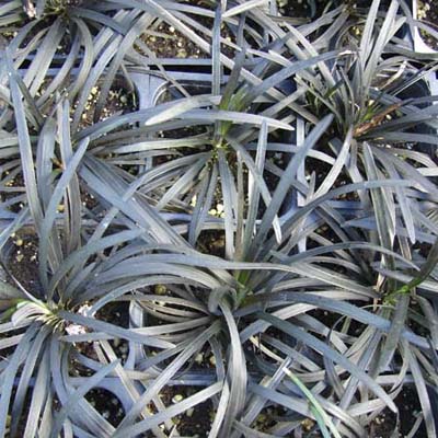long glossy dark green leaves of black mondo grass