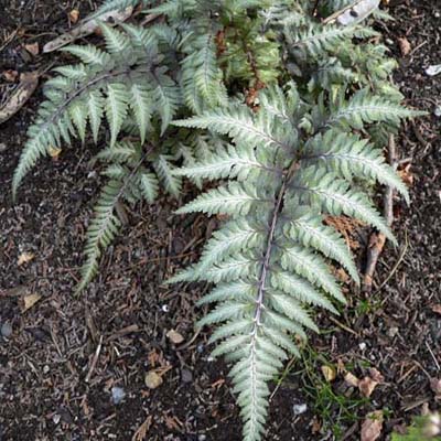 japanese painted fern