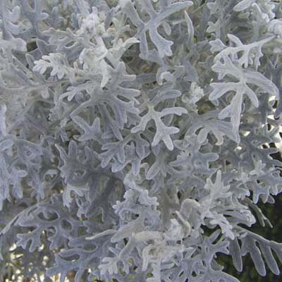 the fuzzy light-green leaves of the dusty miller plant