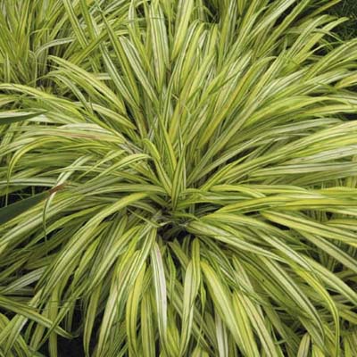 japanese forest grass