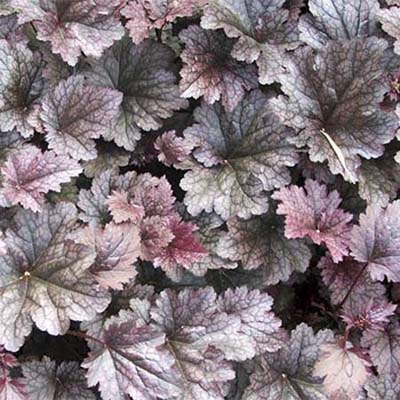 glossy green, red-tinged leaves of the coral bells plant