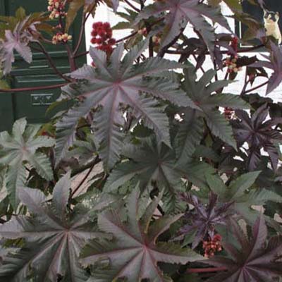 three standout annuals 