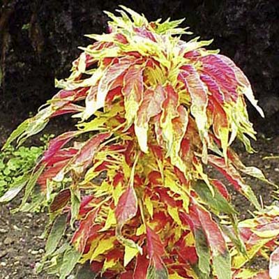 summer poinsettia