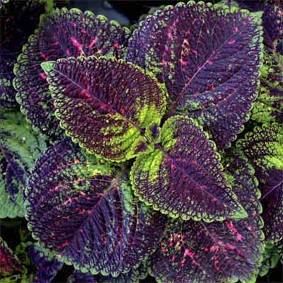 purple and green colues leaves