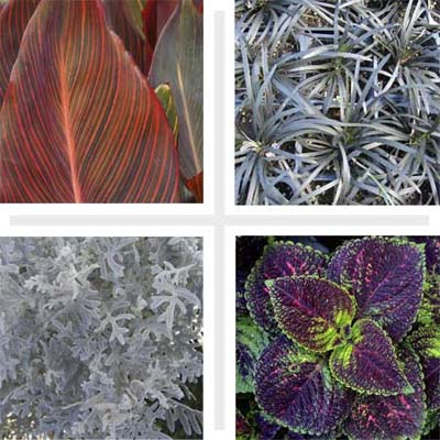 colorful, leafy garden plants, including canna 'Phasion' and coleus