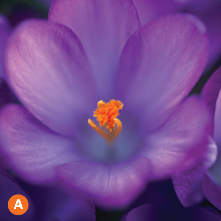 dutch crocus