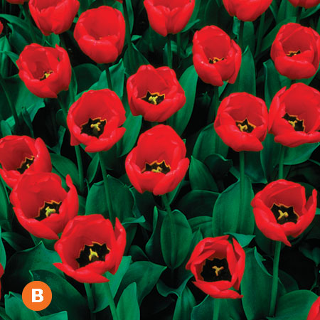 Red Emperor Tulip
