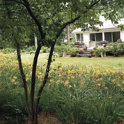 Daylilies