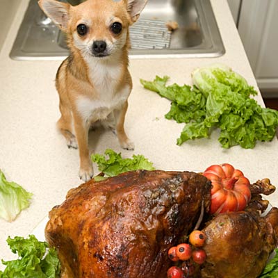 small dog about to eat large turkey dinner