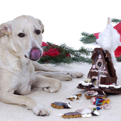 dog eating chocolate gingerbread house