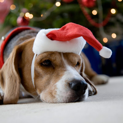sick dog after eating christmas chocolate
