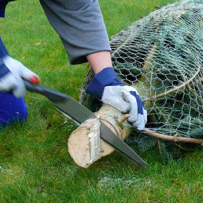 man sawing off bottom of christmas tree