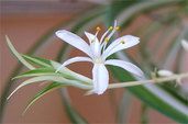 10 Clean-Air Plants for Your Home