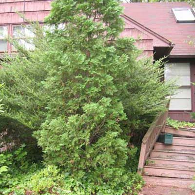 house covered by overgrown bush