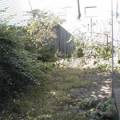 overgrown backyard