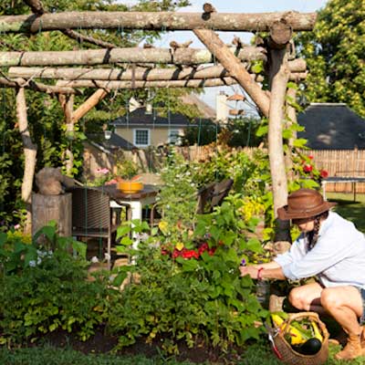 woman picking vegetables from backyard garden 