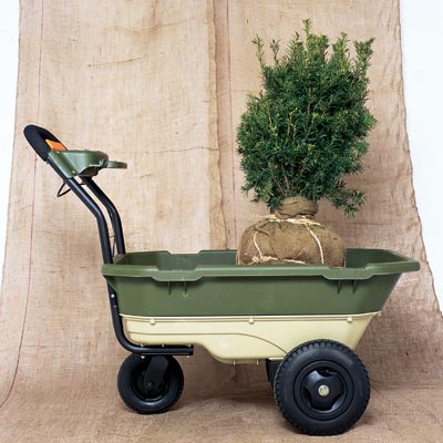 wheelbarrow holding small pine tree