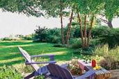 a backyard patio with heritage river birch trees for shade