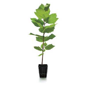 a fledgling tree in a flowerpot