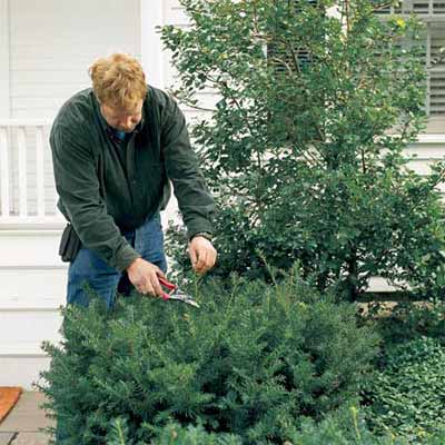 person clipping hedges