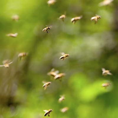 swarm of bees