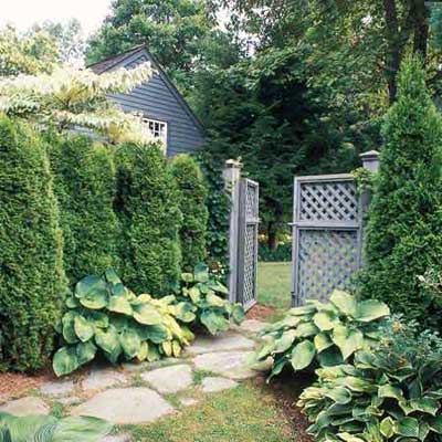 Evergreen Privacy Fence